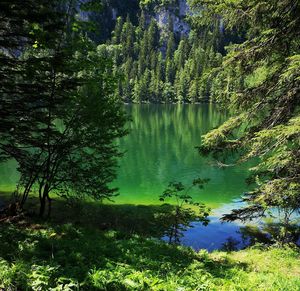 Scenic view of lake in forest