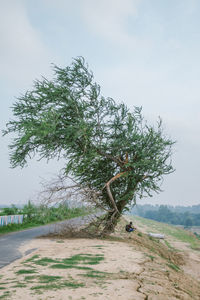 Tree by road on field against sky