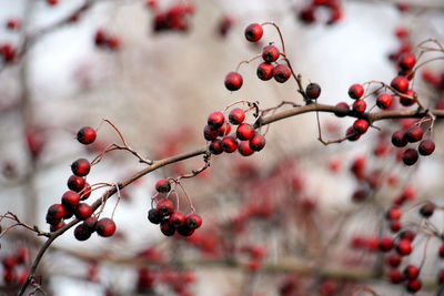 Close-up of berries growing on tree