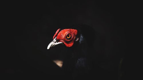 Close-up of a bird over black background