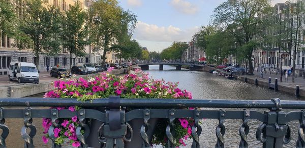 Pink flowering plants by railing in city