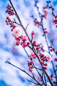 Low angle view of cherry blossoms in spring