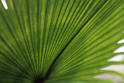 Close-up of palm tree leaves