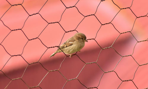 Bird perched on chain fence