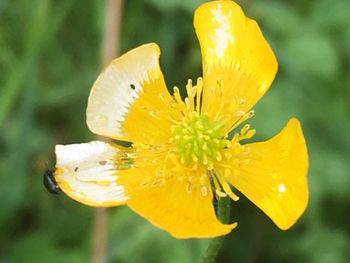 Close-up of yellow flower