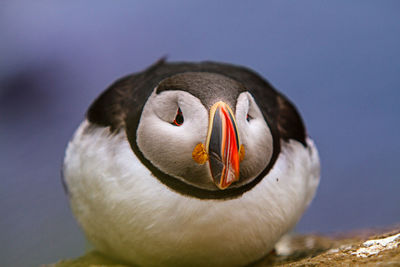 Close-up of puffin