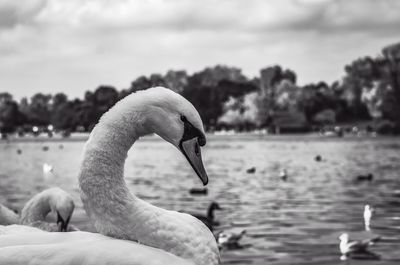 Close-up of swan swimming on lake against sky