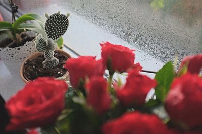 Close-up of red flowers