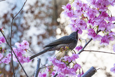 Close-up of pink cherry blossoms and bird