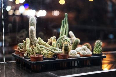 Close-up of succulent plant on table