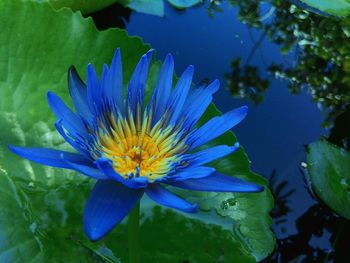 Close-up of lotus water lily in pond