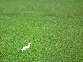 Bird on field