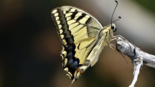 Close-up of butterfly