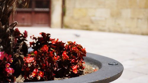 Close-up of red flowering plant