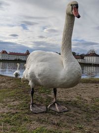 Swan in lake against sky