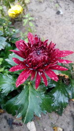 Close-up of red flower blooming outdoors