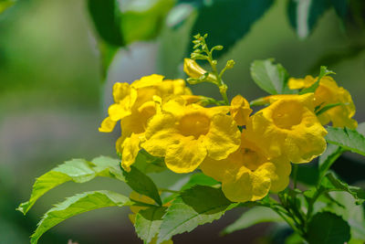 Close-up of yellow flowering plant