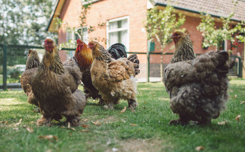 Hens on grassy field