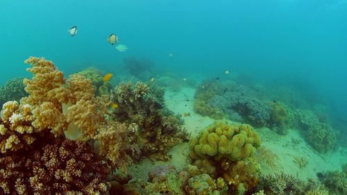 Colourful tropical coral reef. scene reef. marine life sea world. philippines.