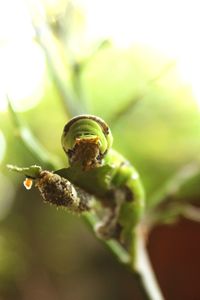 Close-up of insect on plant