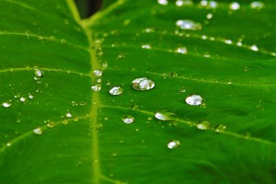 Close-up of raindrops on green leaves