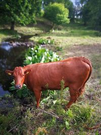 Cow standing on field