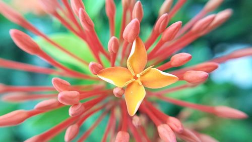 Close-up of fresh flower blooming in park