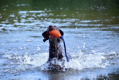 Bird swimming in water