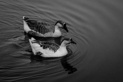 Duck swimming in lake