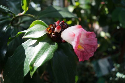 Close-up of pink flower