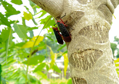 Close-up of insect on tree trunk