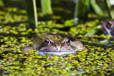 Close-up of turtle in a lake