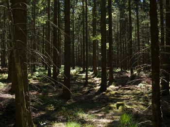 Trees in forest