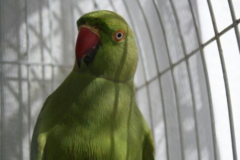 CLOSE-UP OF PARROT