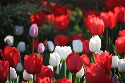 Close-up of tulips in park