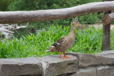Close-up of bird perching on wood