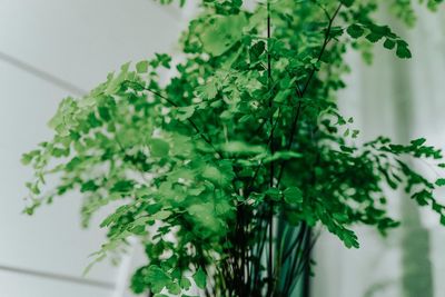 Close-up of potted plant