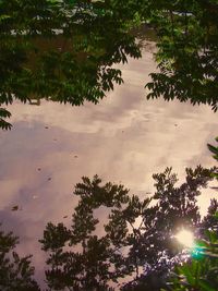 Reflection of trees in water