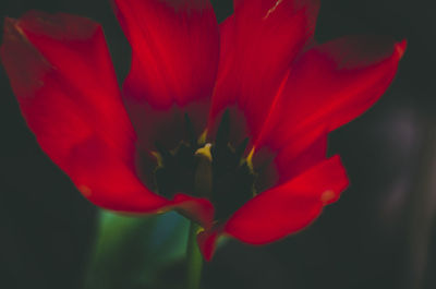 Close-up of red flower
