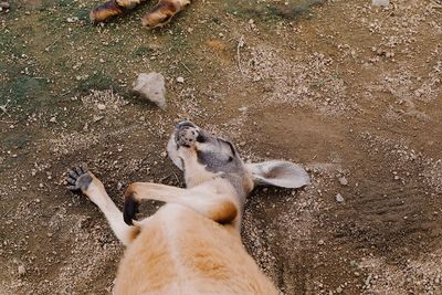 High angle view of two cats lying on land