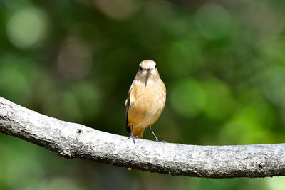 Close-up of bird perching on branch