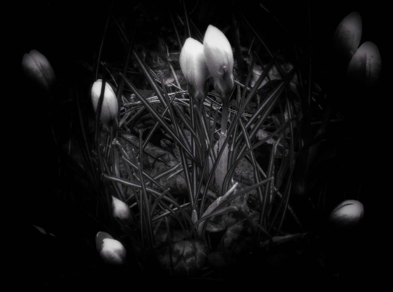 growth, plant, night, close-up, nature, fragility, field, grass, black background, beauty in nature, freshness, dark, leaf, stem, flower, selective focus, high angle view, growing, no people, outdoors