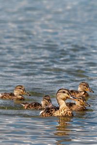 Mallard ducks swimming in lake