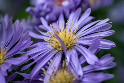 Close-up of purple flowering plant