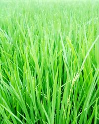Full frame shot of corn field