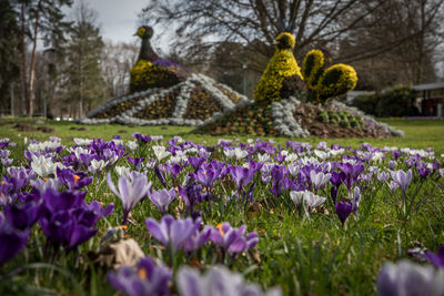 Purple crocus flowers in park