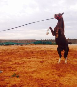 Horse rearing up in paddock