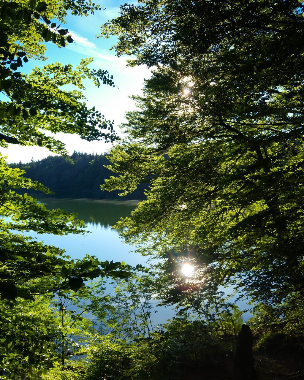 SUN STREAMING THROUGH TREES IN FOREST