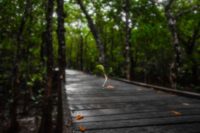 Road passing through trees