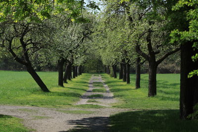 Trees in park